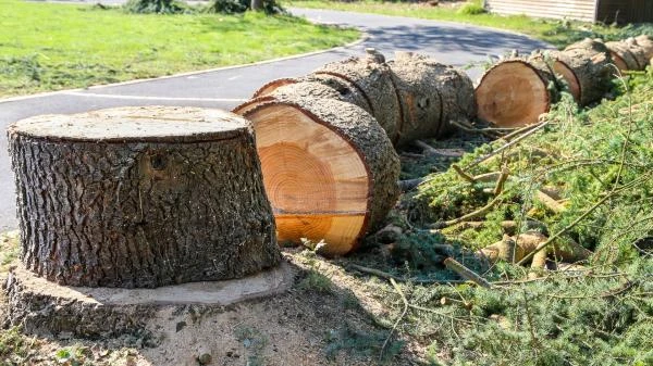 Abattage d'arbres, dessouchage et évacuation des dechets verts à Mus